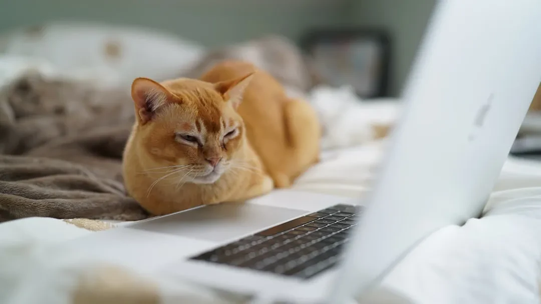 Cats Lock per Mac: Quando la tecnologia protegge la tastiera dalla dittatura felina