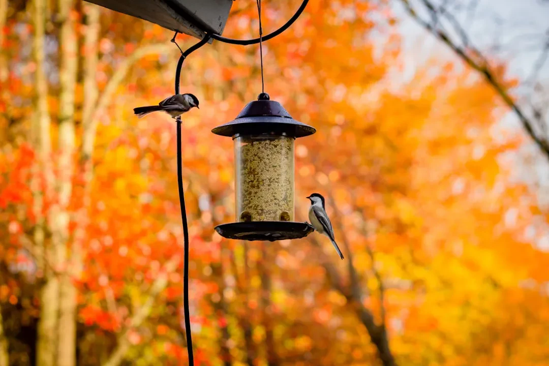 Smart Home 2026: AI Cameras, Smart Bird Feeders, and Luxury Projectors Redefine Automation