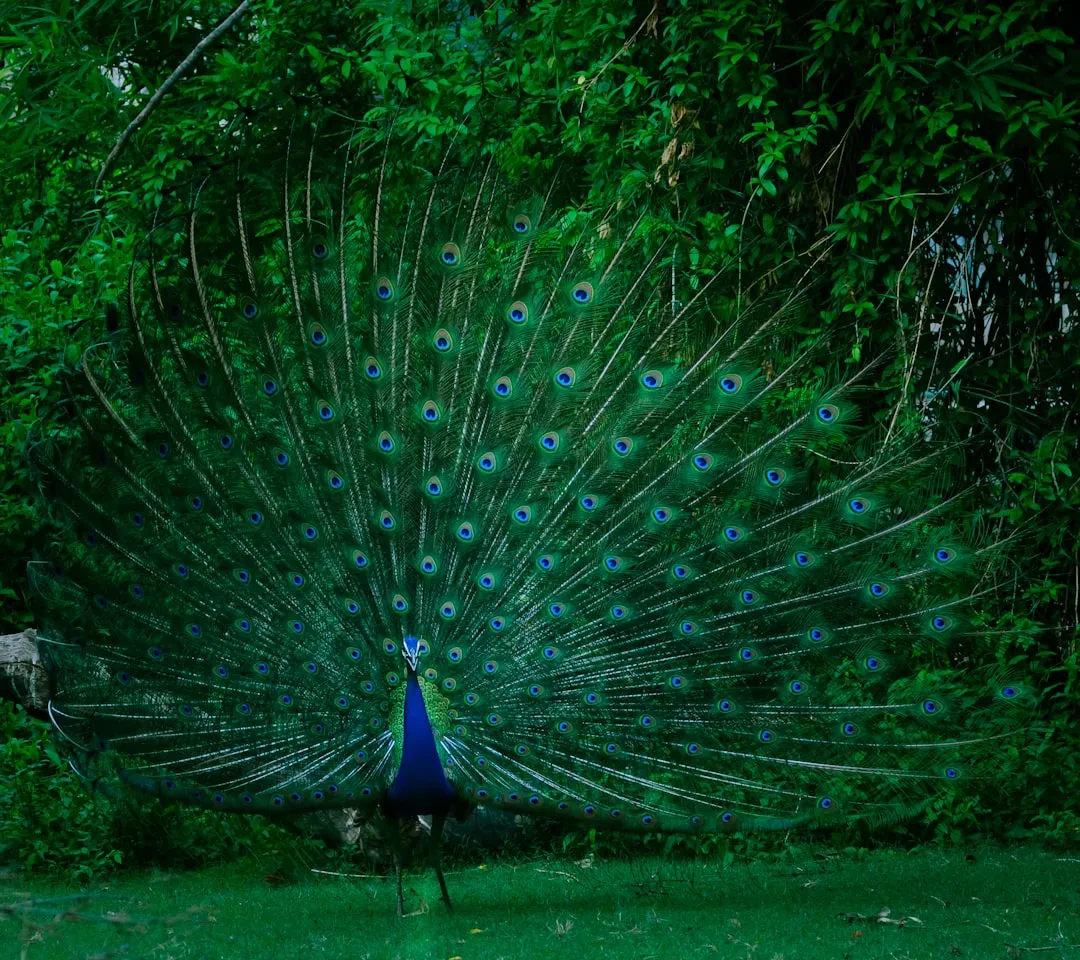 Peacock TV Promo Codes June 2026 - Save Up to 40% on Subscriptions