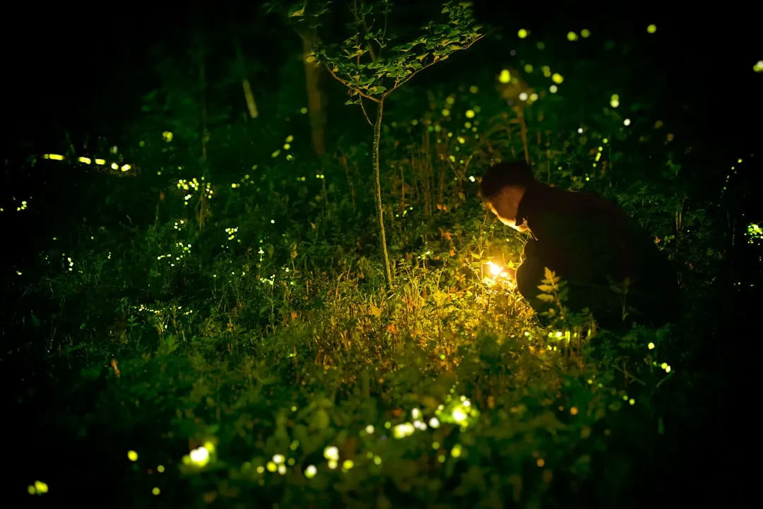 Adobe espande Firefly: l'assistente AI arriva in Premiere, Illustrator e InDesign