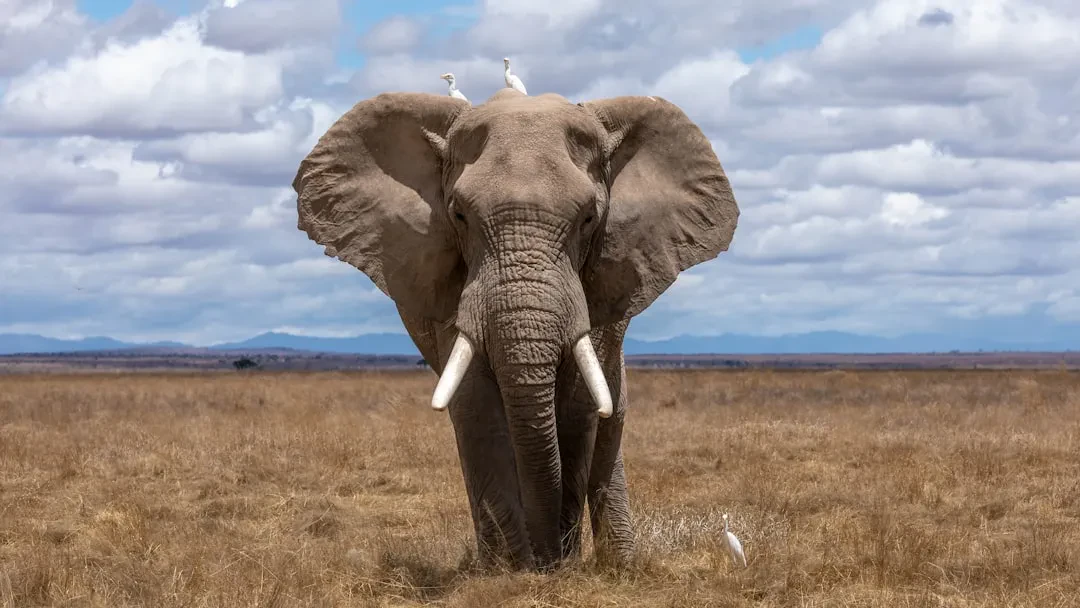 AI alert systems cut elephant-human conflict warning time from hours to seconds in India