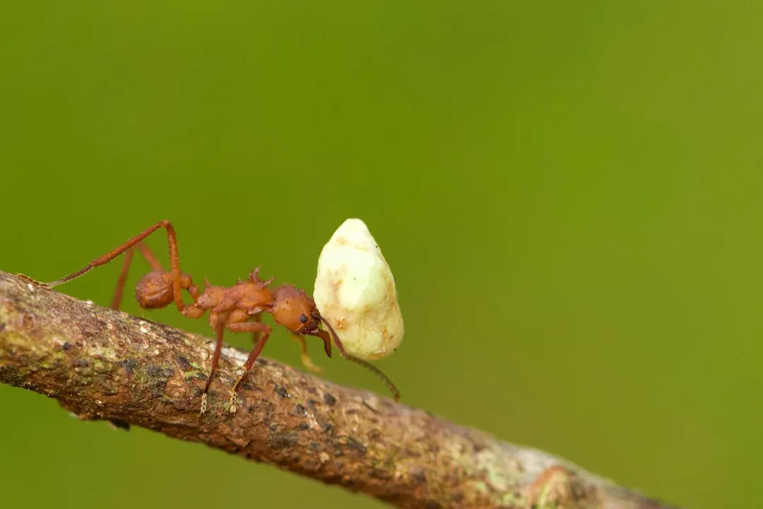 New Fungus Discovered in Borneo Parasitizes Zombie Ant Fungi