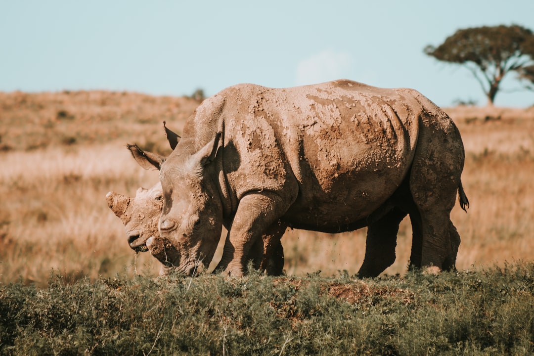Colossal e governo USA creano biobanca per il DNA delle specie a rischio estinzione