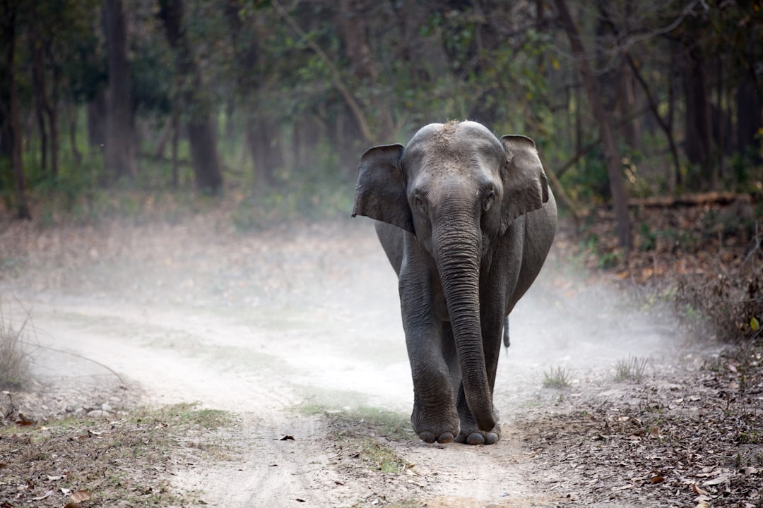 AI Warning Systems Reduce Elephant-Human Conflict Response Time in India from Hours to Seconds