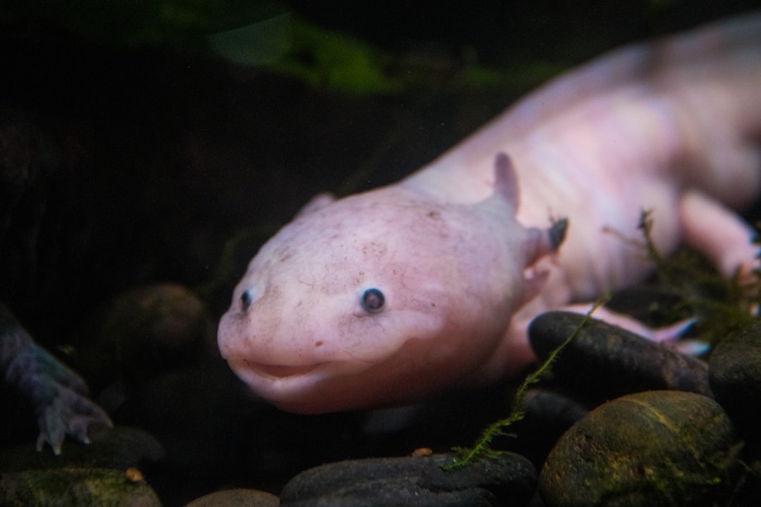 Scoperto in Messico un fossile di axolotl di 5 milioni di anni fa Ambystoma quetzalcoatli