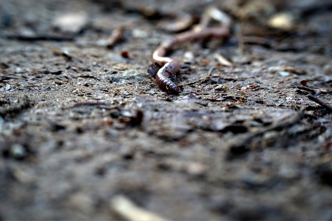 California dairy farmers turn to worms and microbes to cut methane from manure