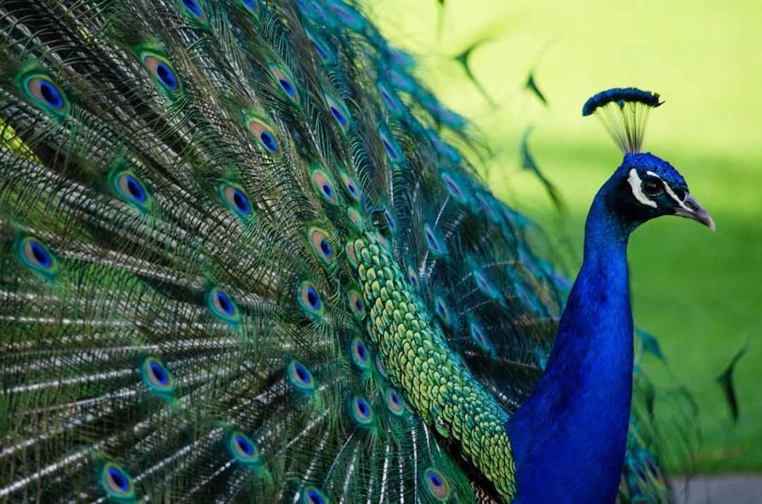 YouTube Premium subscribers get Peacock Premium for free in the coming months