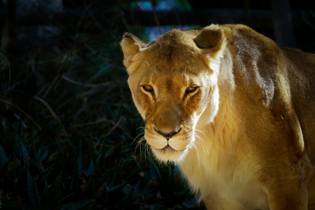 Lioness 3 episodio 2 arriva il 9 agosto su Paramount Plus con doppia linea temporale