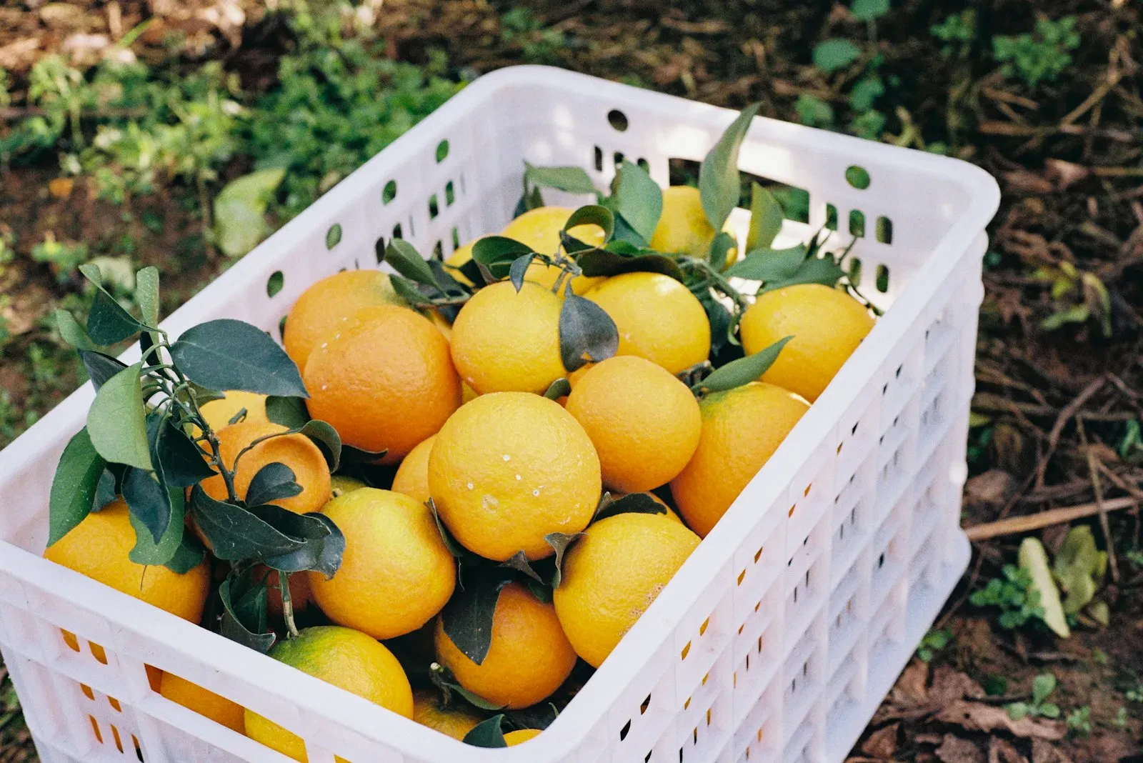 Vendere arance online, cosa serve a un’azienda agricola