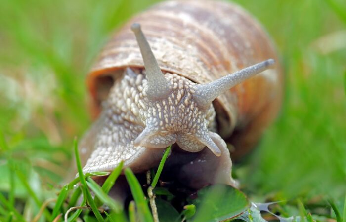 Record DNS: che cosa sono e perché influenzano la velocità dei siti